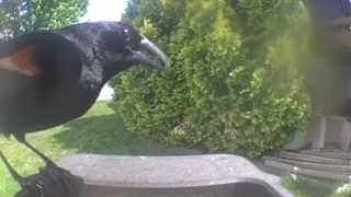 red-winged blackbird