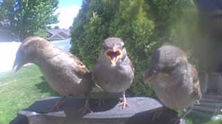 house sparrow