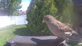 house sparrow
