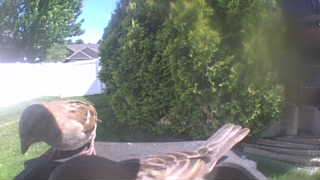 house sparrow