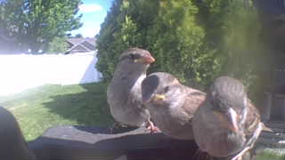house sparrow