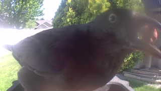 rock pigeon