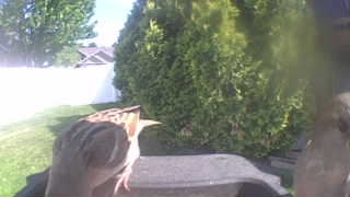 song sparrow