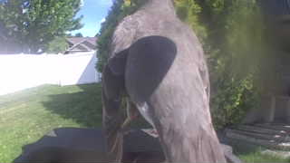 mourning dove