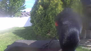 red-winged blackbird