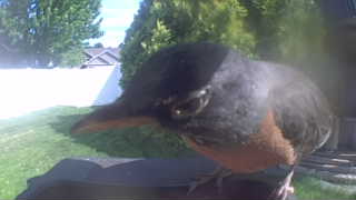 american robin