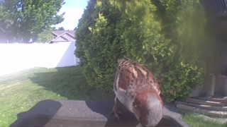 red-tailed hawk