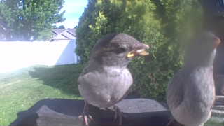 house sparrow
