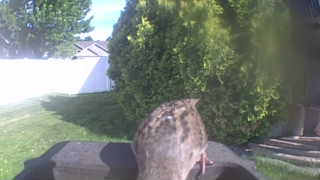 house sparrow