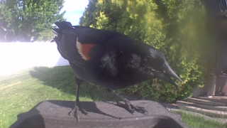 red-winged blackbird