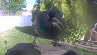common grackle