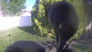american crow