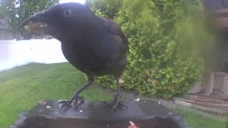 american crow