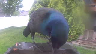 common grackle