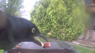 common grackle