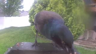 common grackle