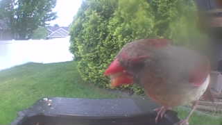 northern cardinal