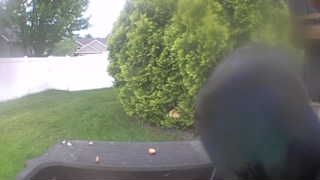 common grackle