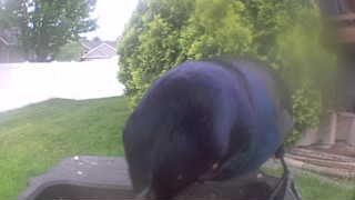 common grackle