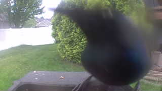 common grackle