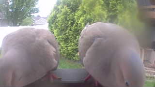 eurasian collared-dove