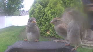 house sparrow