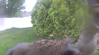 house sparrow
