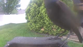 common grackle
