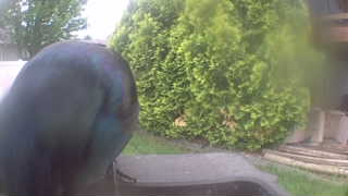 common grackle