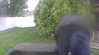 common grackle