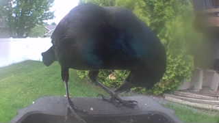 common grackle