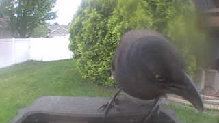 american crow