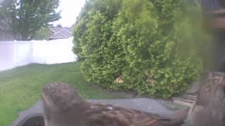 house sparrow