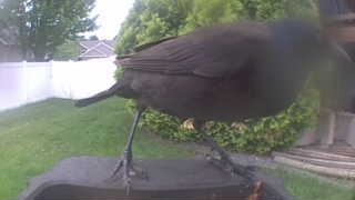 common grackle