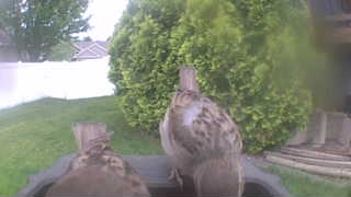 house sparrow