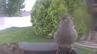 house sparrow