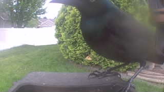 common grackle