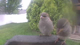 house sparrow