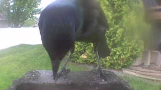 common grackle
