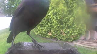 american crow