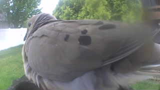 mourning dove