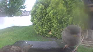 house sparrow