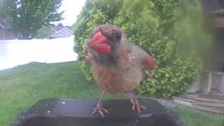 northern cardinal