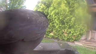 american crow