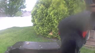 red-winged blackbird