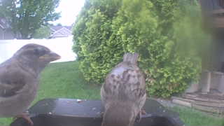 house sparrow