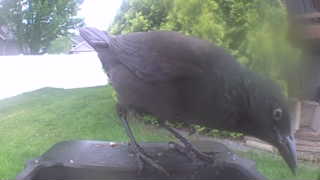 common grackle