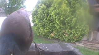 rock pigeon
