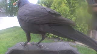 european starling