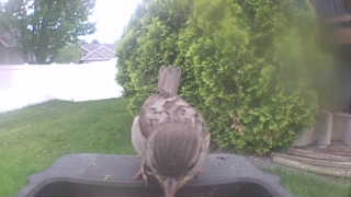 house sparrow